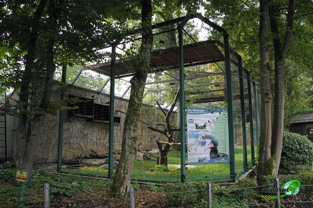 Waldrapp im Tiergarten Straubing - 2023