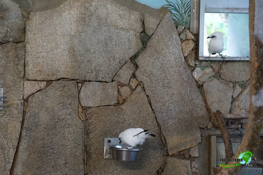 Balistar im Tiergarten Straubing - 2023