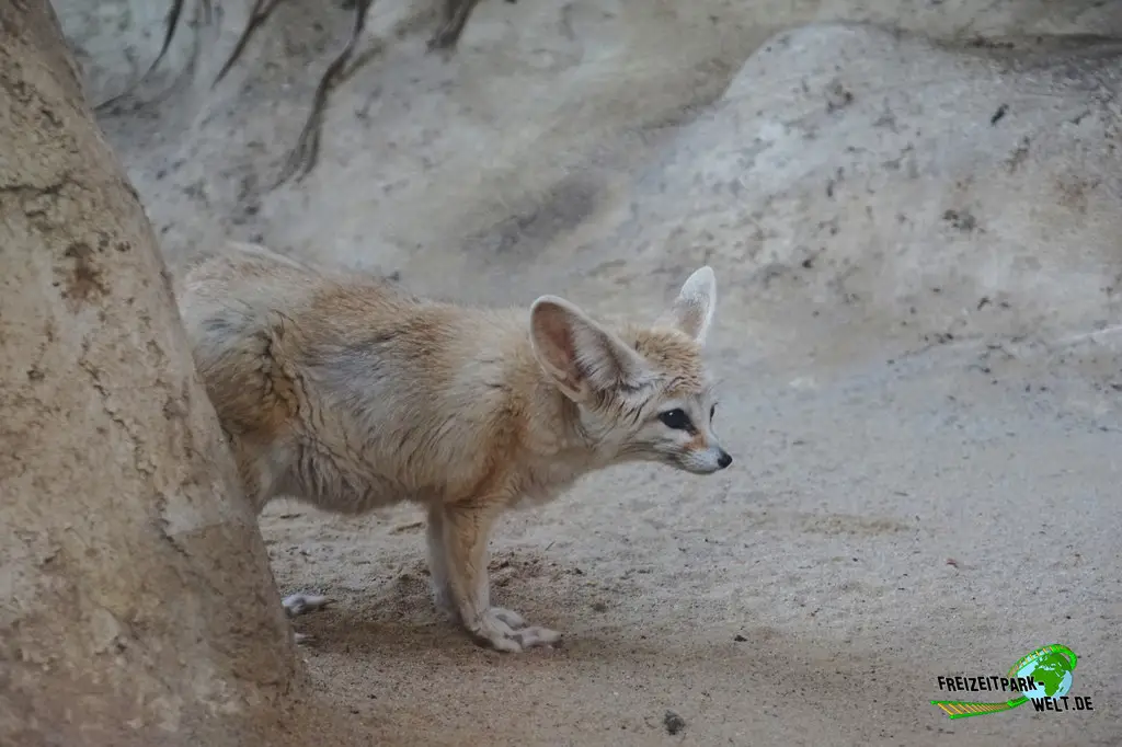Wüstenfuchs (Fennek) im Tiergarten Straubing - 2023