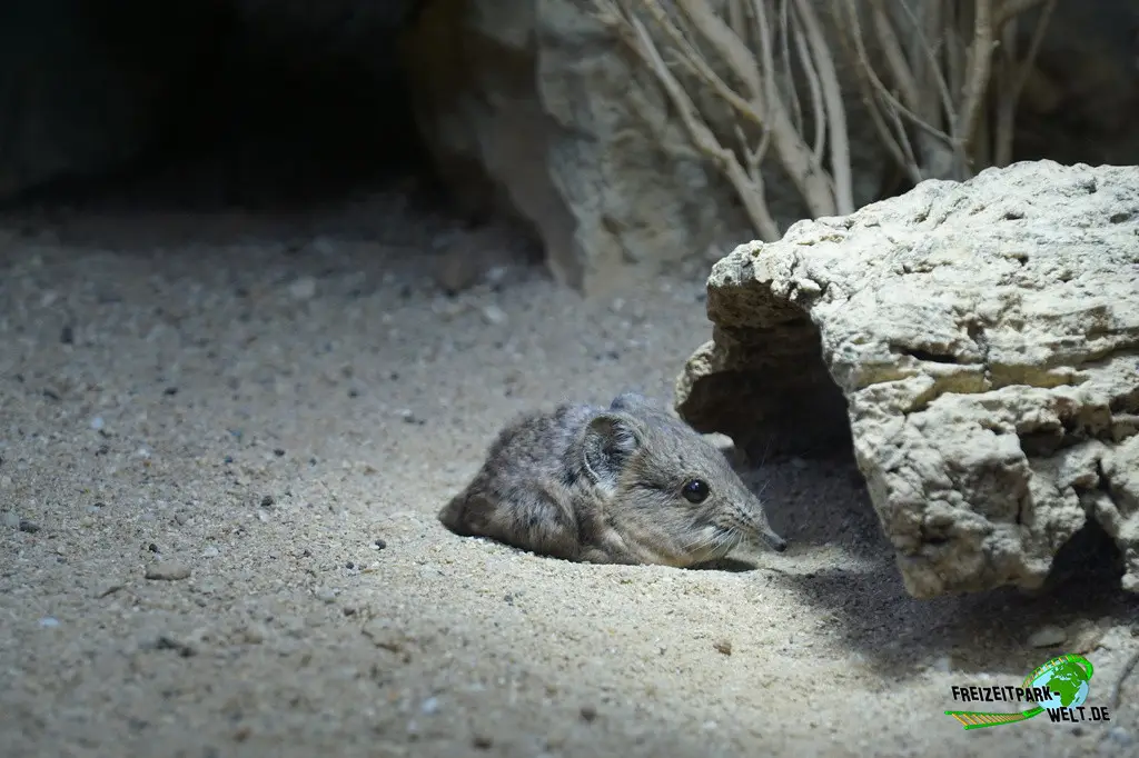 Kurzohr-Rüsselspringer im Tiergarten Straubing - 2023