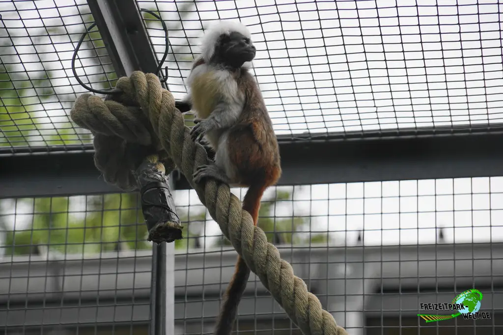 Lisztäffchen im Tiergarten Straubing - 2023