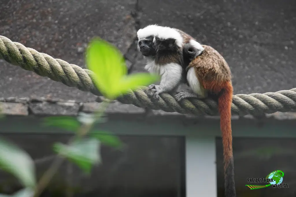 Lisztäffchen im Tiergarten Straubing - 2023