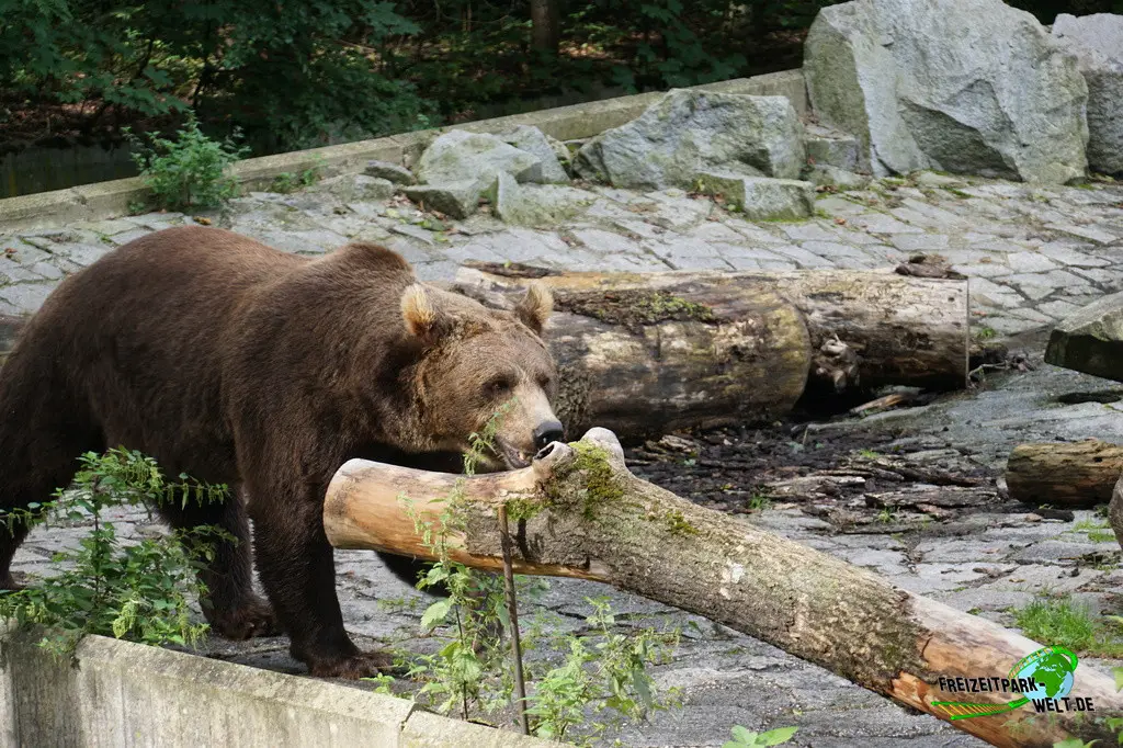 Braunbär im Tiergarten Straubing - 2023