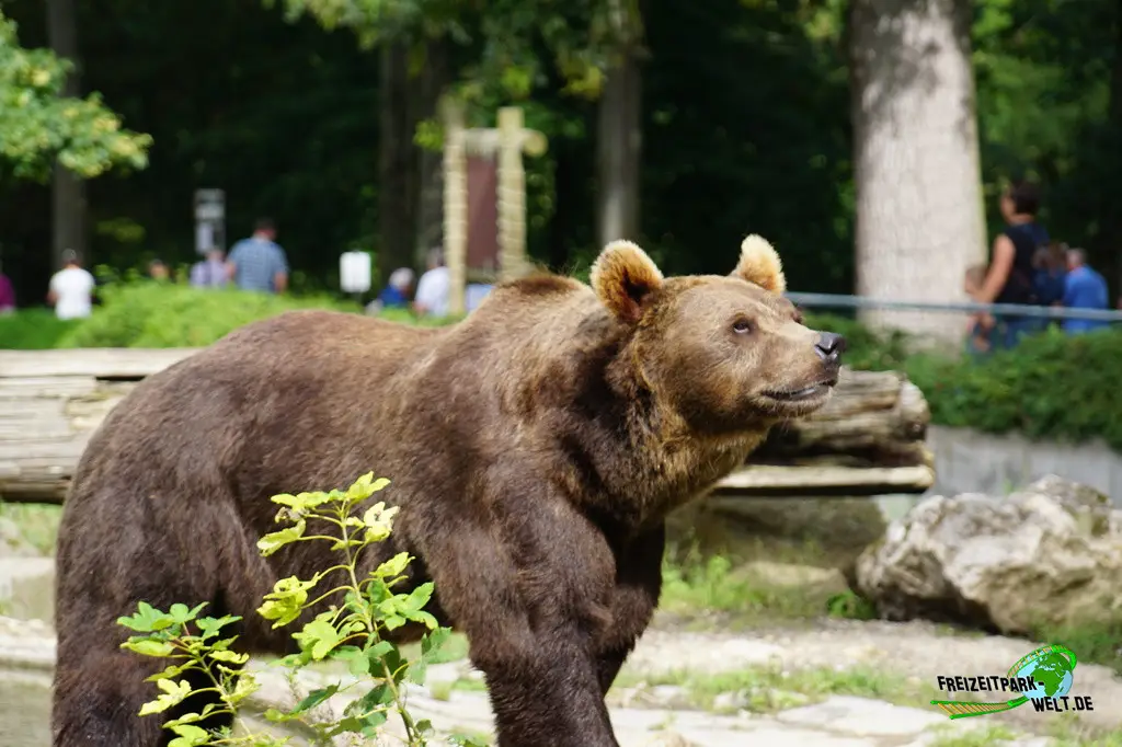 Braunbär im Tiergarten Straubing - 2023