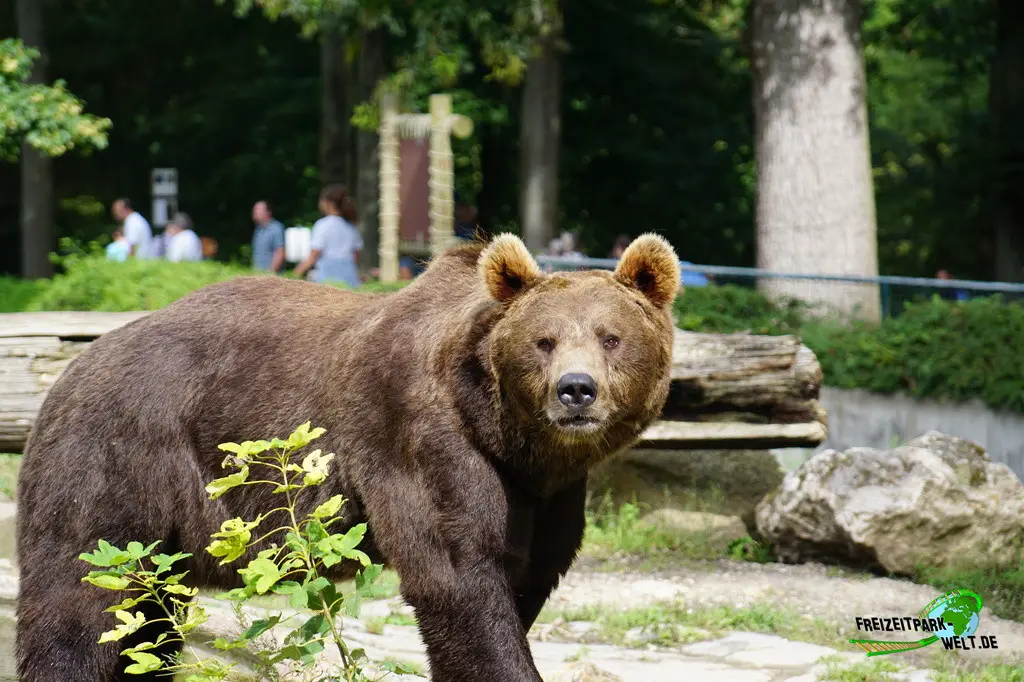 Braunbär im Tiergarten Straubing - 2023