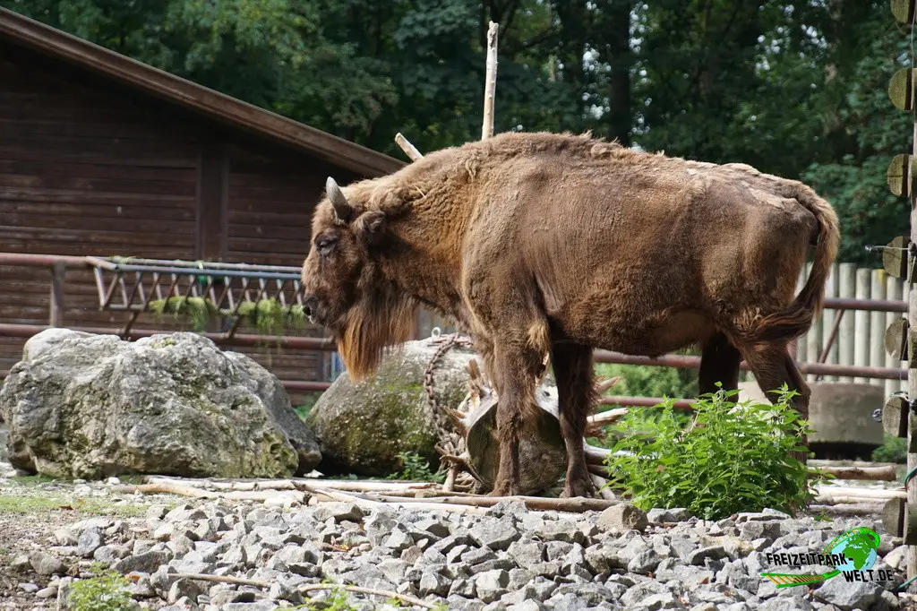 Wisent im Tiergarten Straubing - 2023