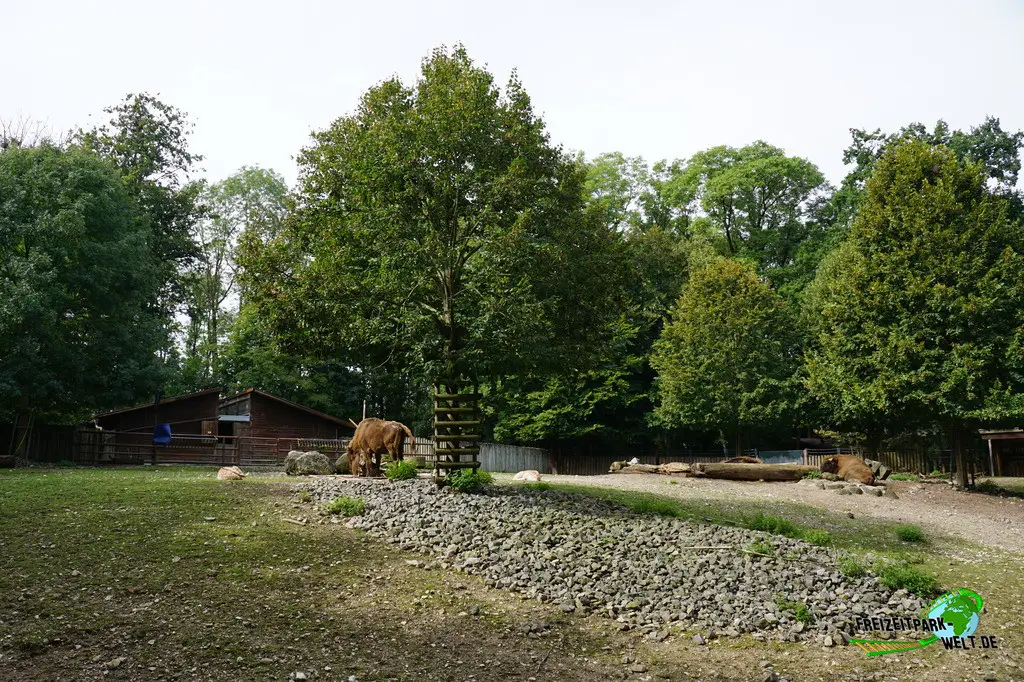 Wisent im Tiergarten Straubing - 2023