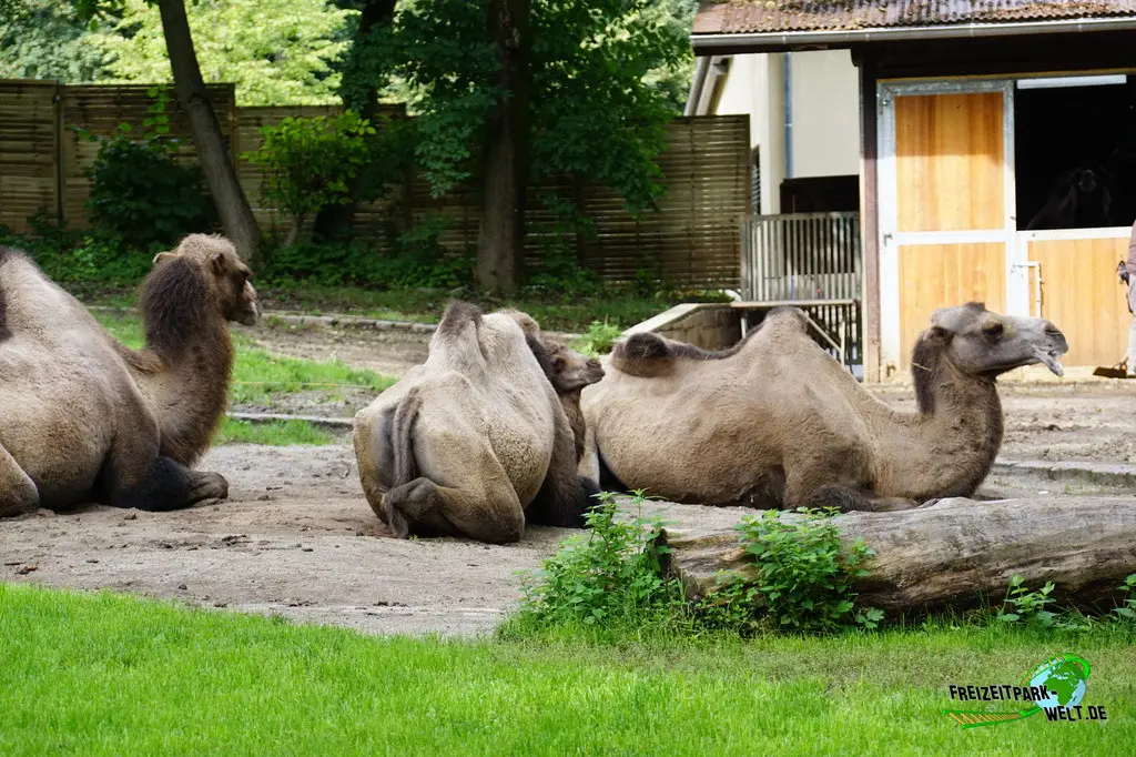 Trampeltier im Tiergarten Straubing - 2023