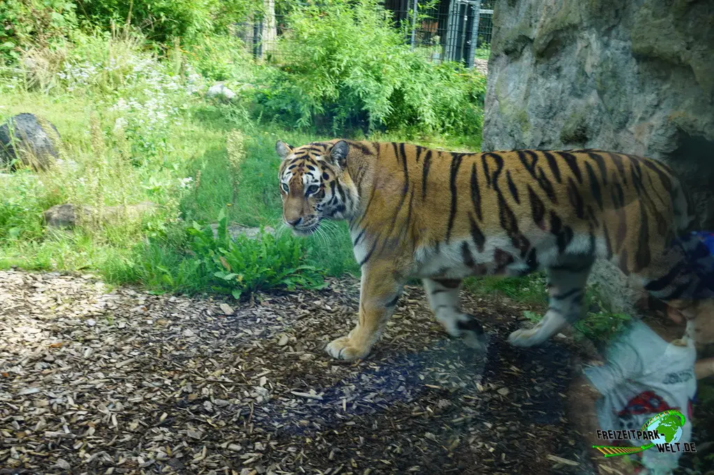 Sibirischer Tiger im Tiergarten Straubing - 2023