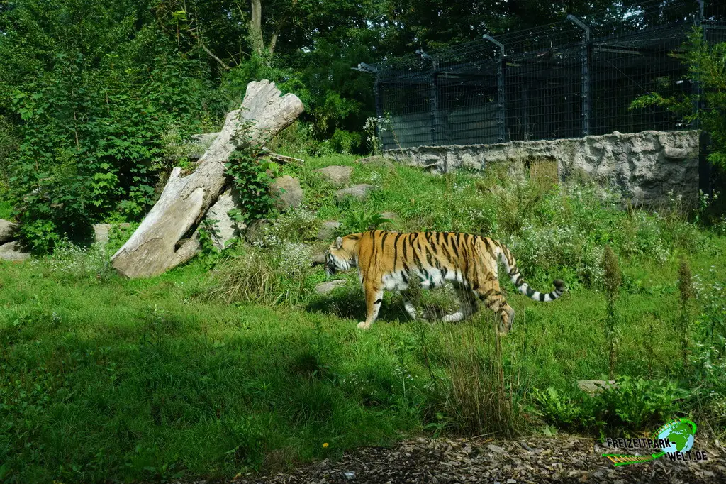 Sibirischer Tiger im Tiergarten Straubing - 2023