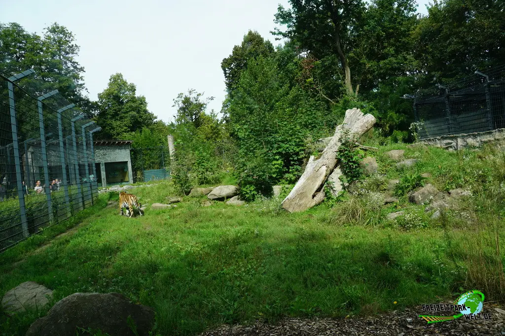Sibirischer Tiger im Tiergarten Straubing - 2023