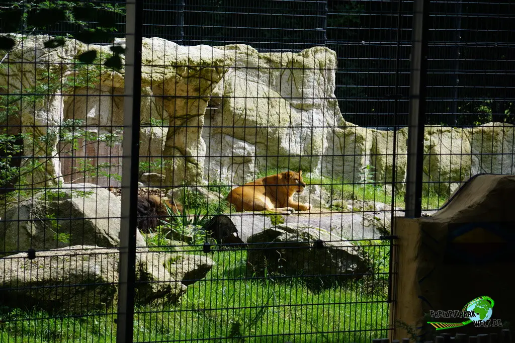 Berberlöwe im Tiergarten Straubing - 2023