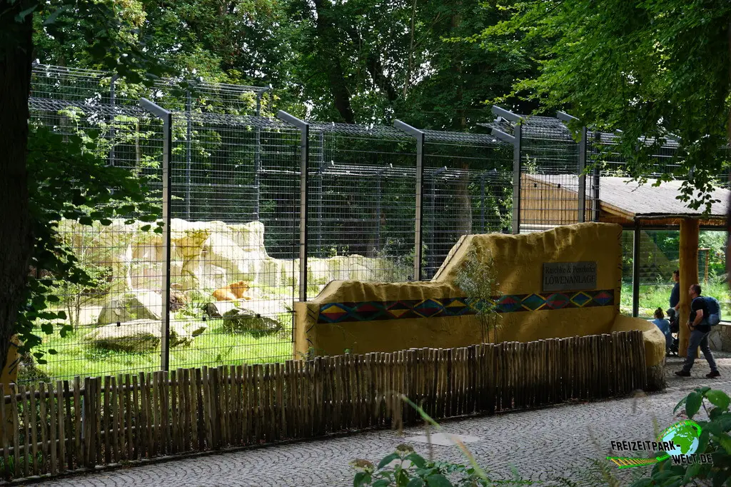 Berberlöwe im Tiergarten Straubing - 2023