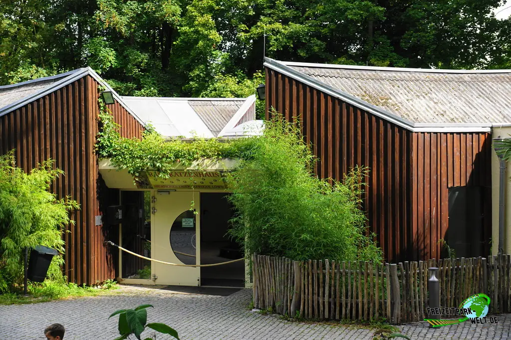 Berberlöwe im Tiergarten Straubing - 2023