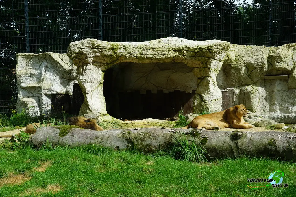 Berberlöwe im Tiergarten Straubing - 2023