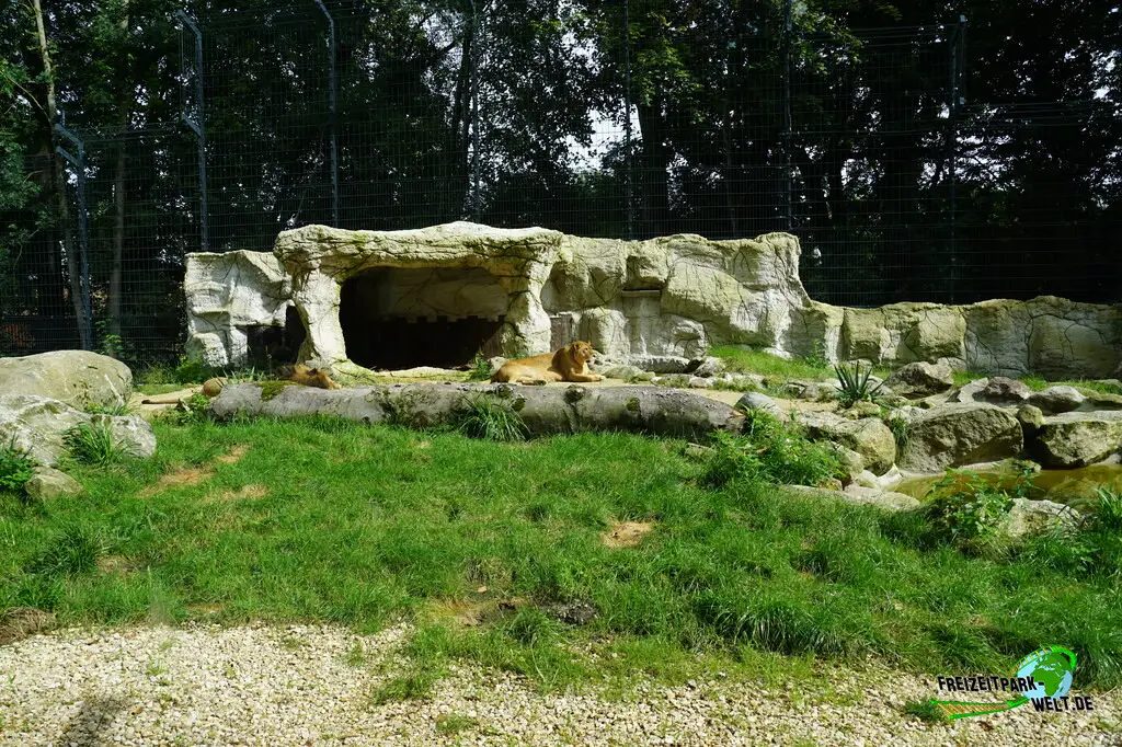 Berberlöwe im Tiergarten Straubing - 2023