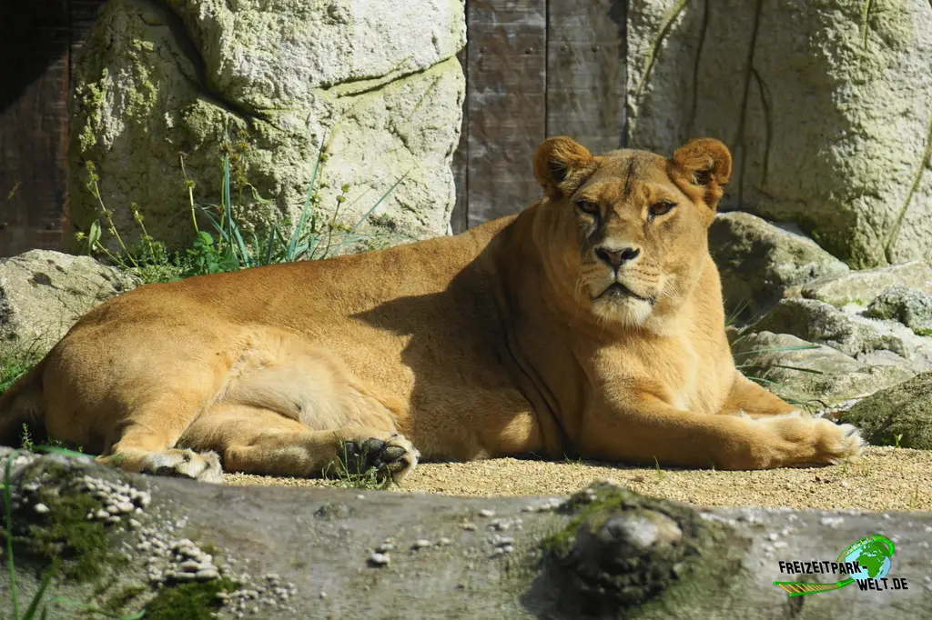 Berberlöwe im Tiergarten Straubing - 2023