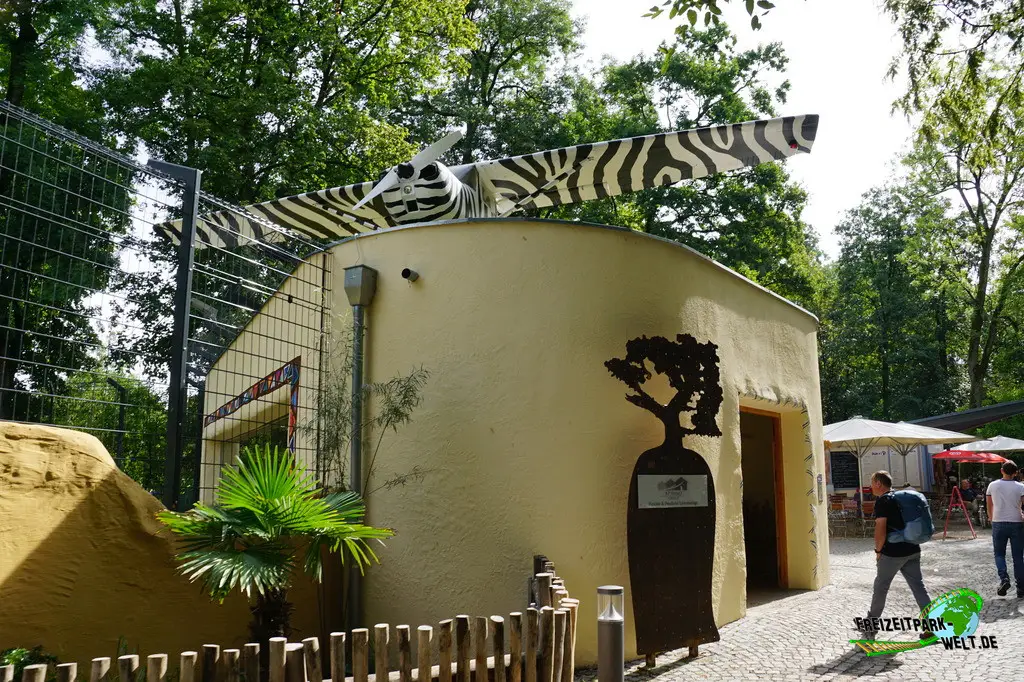 Berberlöwe im Tiergarten Straubing - 2023