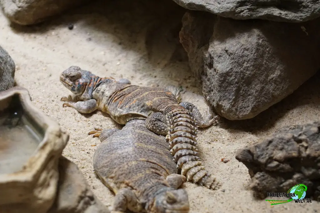 Bunte Dornschwanzagame im Tiergarten Straubing - 2023
