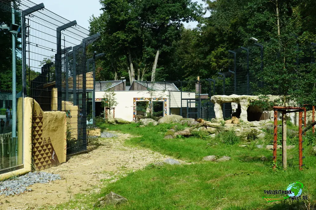 Berberlöwe im Tiergarten Straubing - 2023