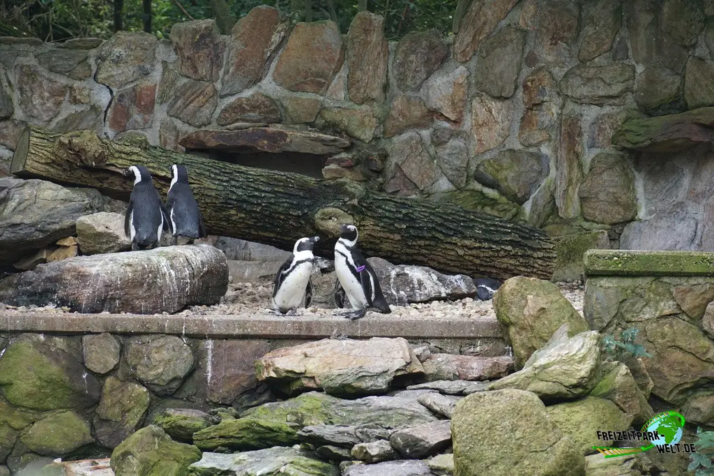 Brillenpinguine im Tiergarten Straubing - 2023