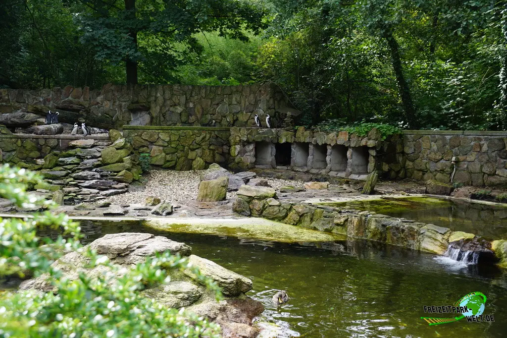 Brillenpinguine im Tiergarten Straubing - 2023