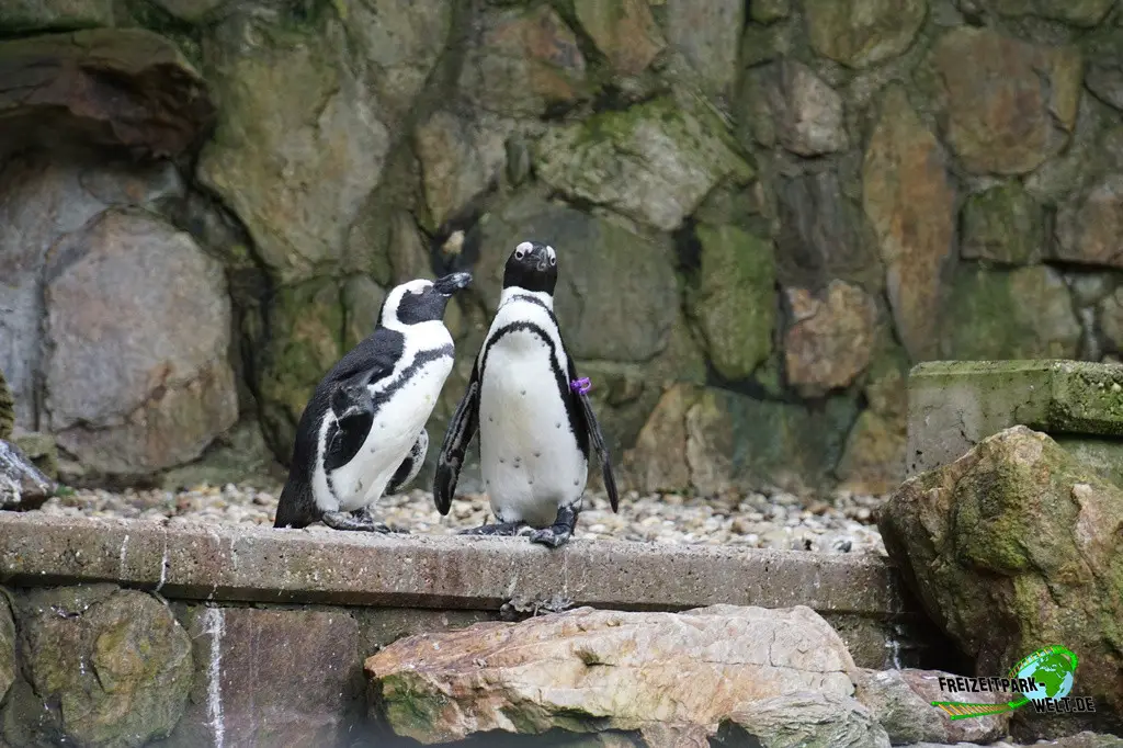 Brillenpinguine im Tiergarten Straubing - 2023