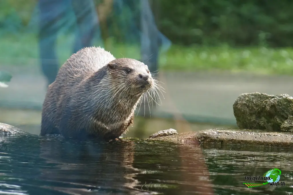Fischotter im Tiergarten Straubing - 2023