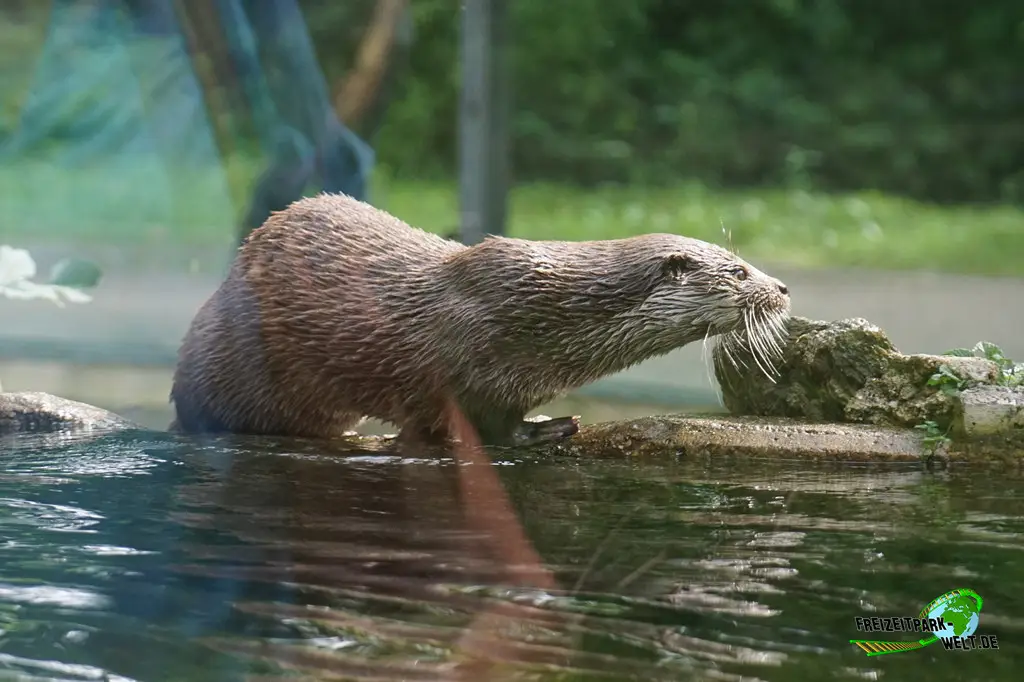 Fischotter im Tiergarten Straubing - 2023