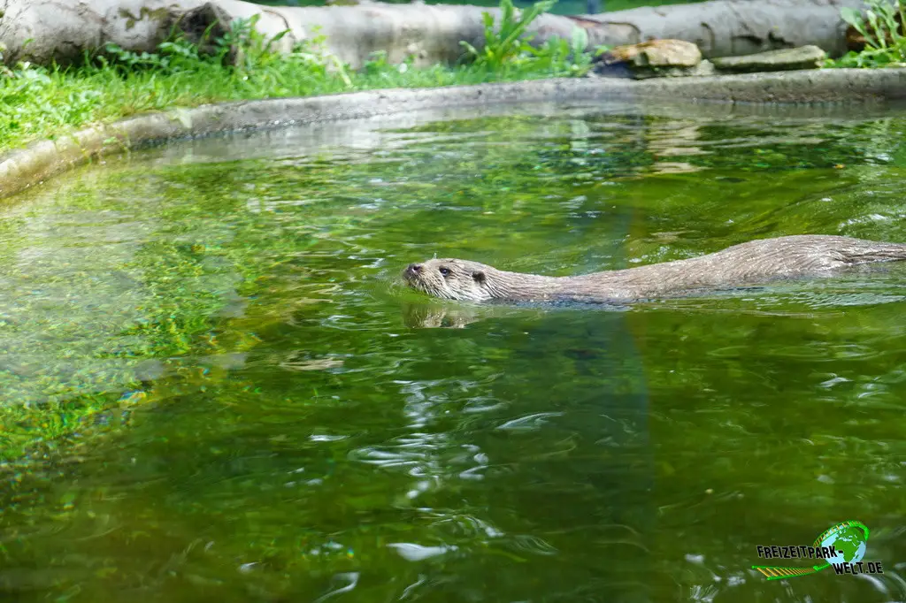 Fischotter im Tiergarten Straubing - 2023