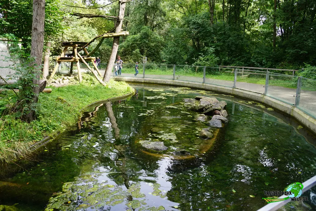Fischotter im Tiergarten Straubing - 2023