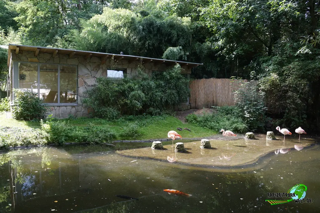 Chile-Flamingo im Tiergarten Straubing - 2023