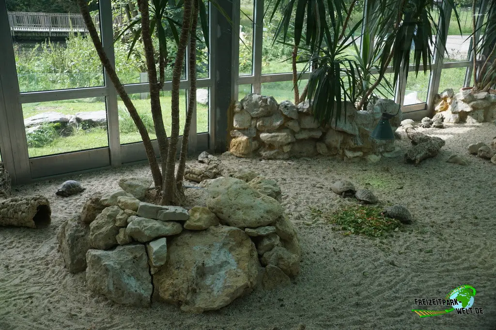 Griechische Landschildkröte im Tiergarten Straubing - 2023