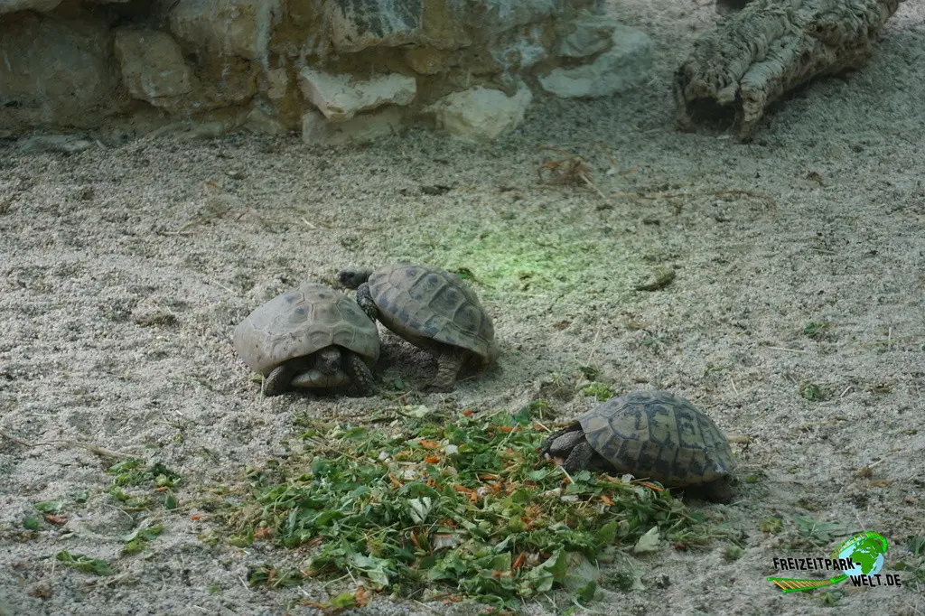 Griechische Landschildkröte im Tiergarten Straubing - 2023