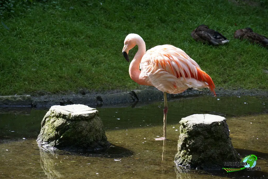 Chile-Flamingo im Tiergarten Straubing - 2023
