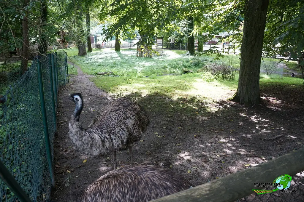 Emu im Tiergarten Straubing - 2023
