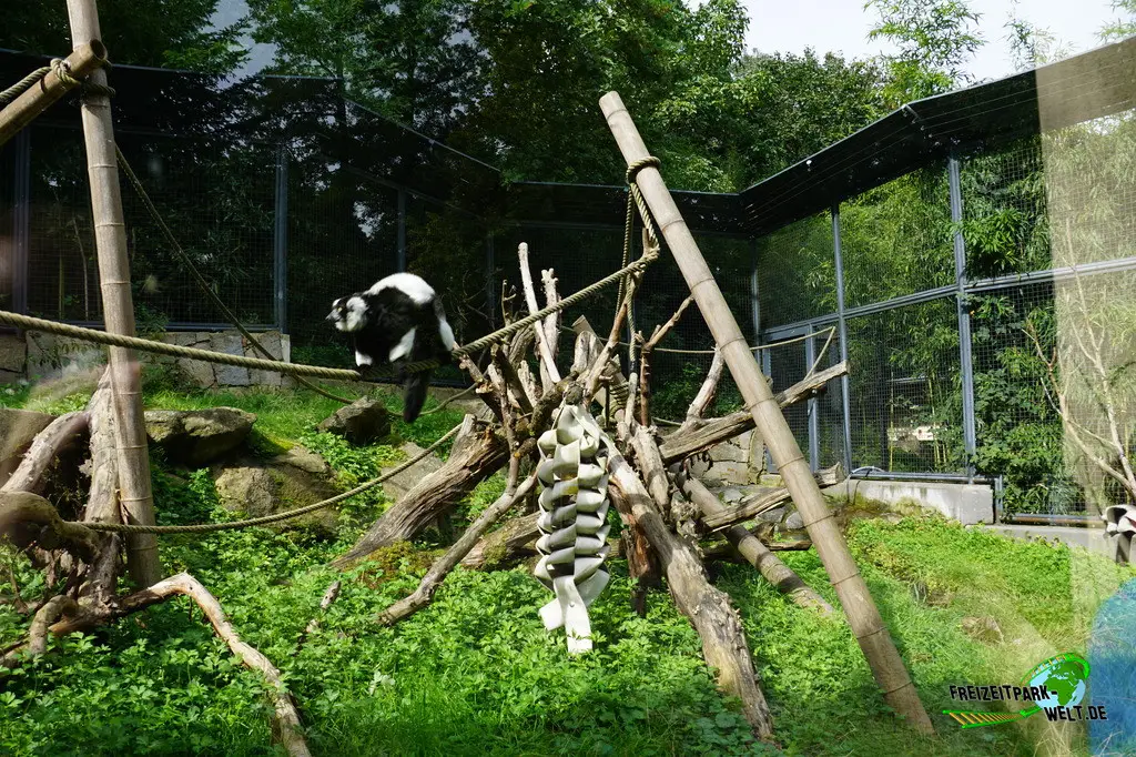 Schwarzweiße Varis im Tiergarten Straubing - 2023