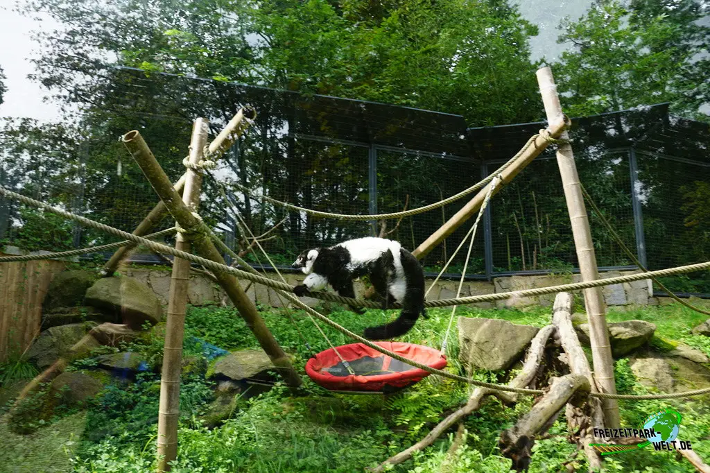 Schwarzweiße Varis im Tiergarten Straubing - 2023