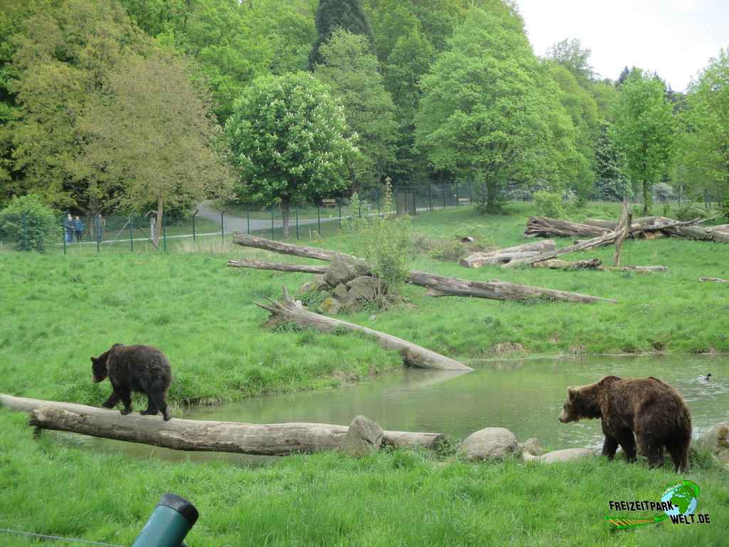 Braunbär im Tiergarten Weilburg - 2018