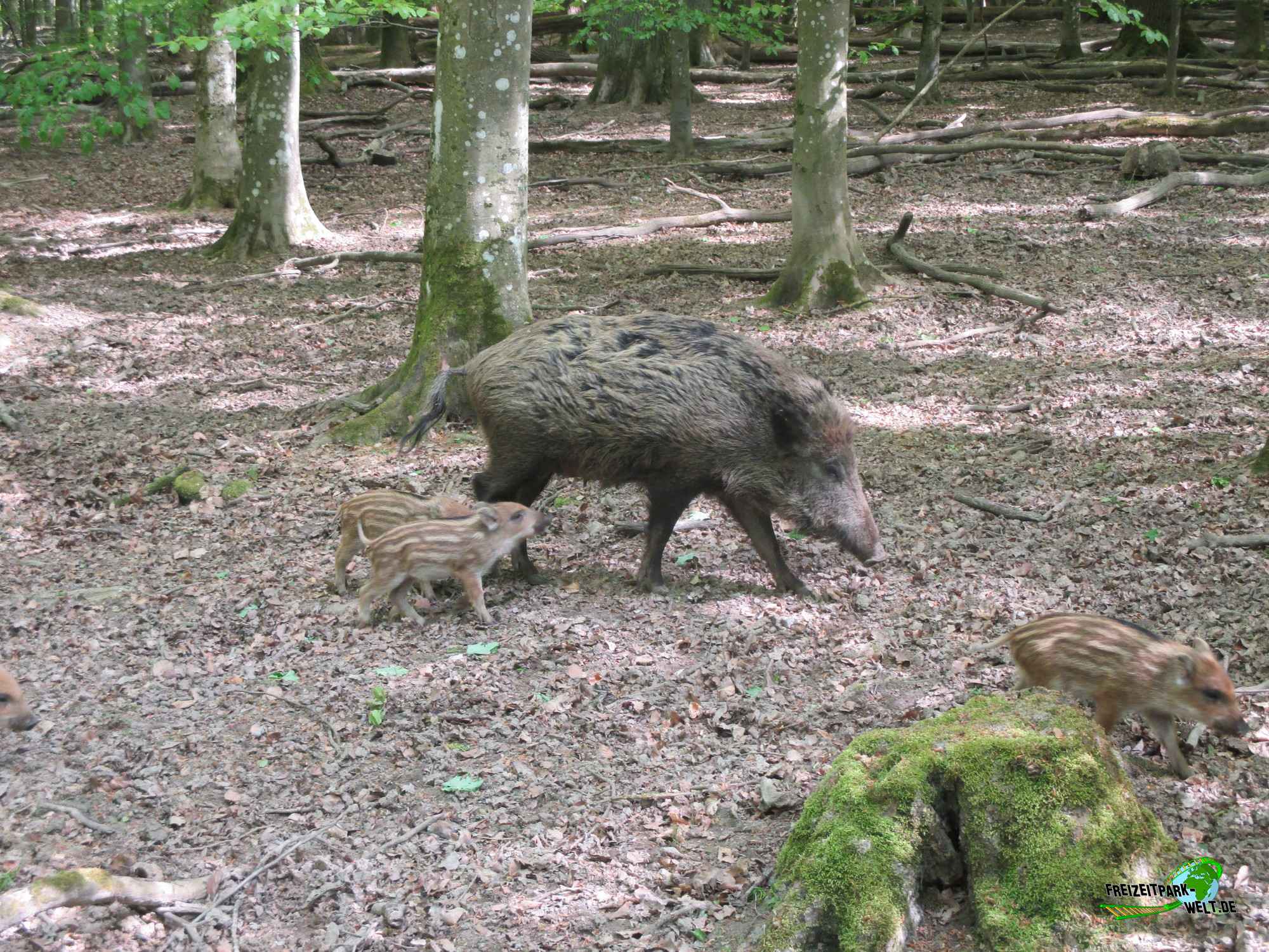 Foto Galerie 2018 Tiergarten Weilburg FreizeitparkWelt.de