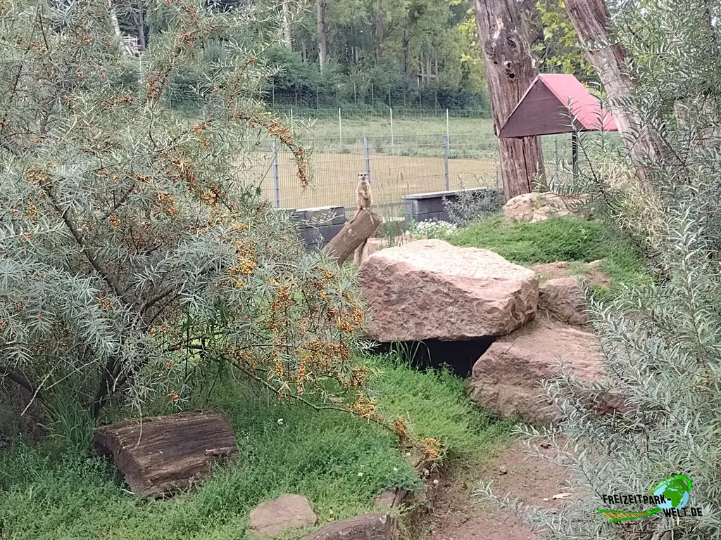 Erdmännchen im Tierpark Alsdorf - 2024