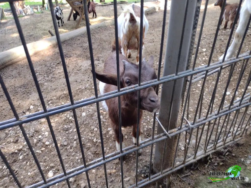 Afrikanische Zwergziege im Tierpark Alsdorf - 2024