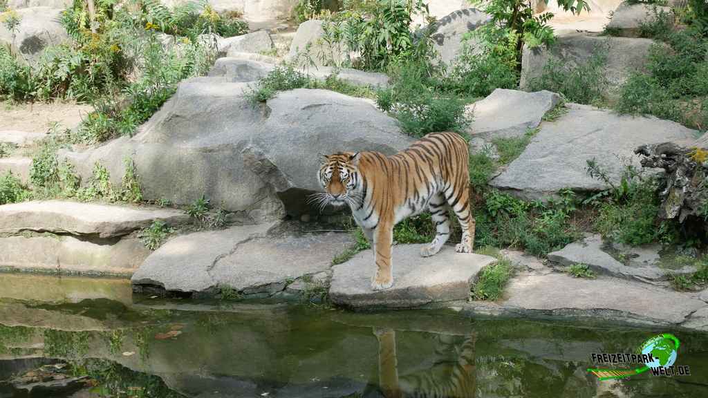 Sumatra Tiger im Tierpark Berlin - 2017