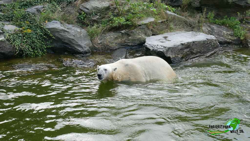 Eisbär im Tierpark Berlin - 2017