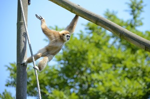 Teaserfoto Tierpark Berlin