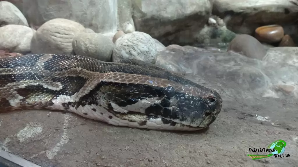 Tigerpython im Tierpark + Fossilium Bochum - 2016