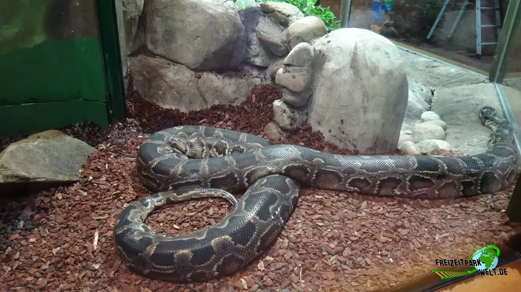 Tigerpython im Tierpark + Fossilium Bochum - 2016