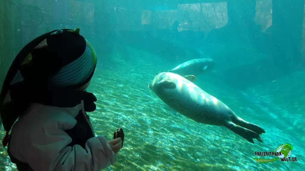 Kegelrobbe im Tierpark + Fossilium Bochum - 2016