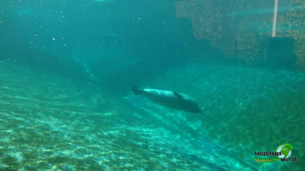 Kegelrobbe im Tierpark + Fossilium Bochum - 2016