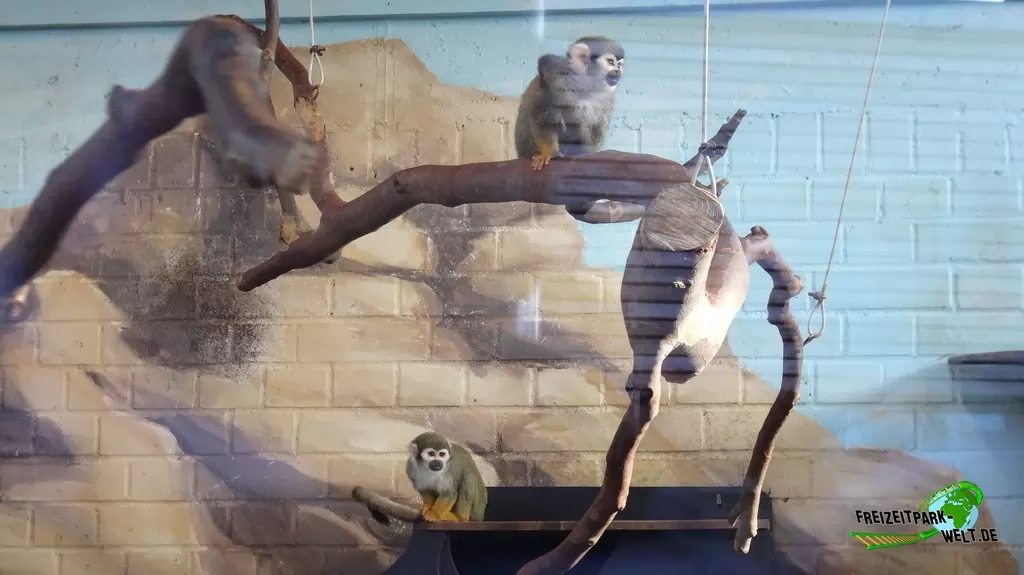 Totenkopfaffe im Tierpark + Fossilium Bochum - 2016